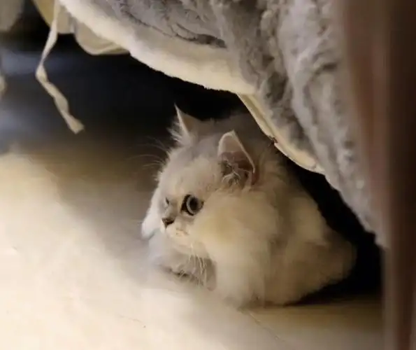 金吉拉和银渐层的混血宝宝