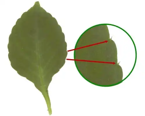 叶子的边缘称为叶缘.