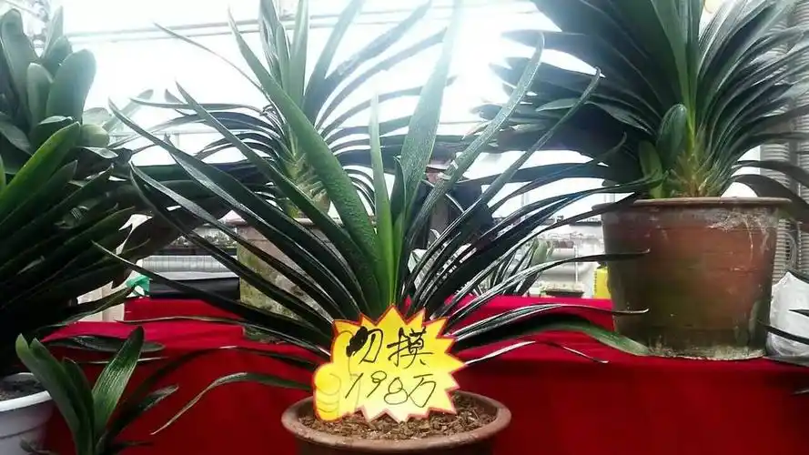 198万!天价君子兰来哈,卖家这么解释标价……上万盆好花,可以看到周日