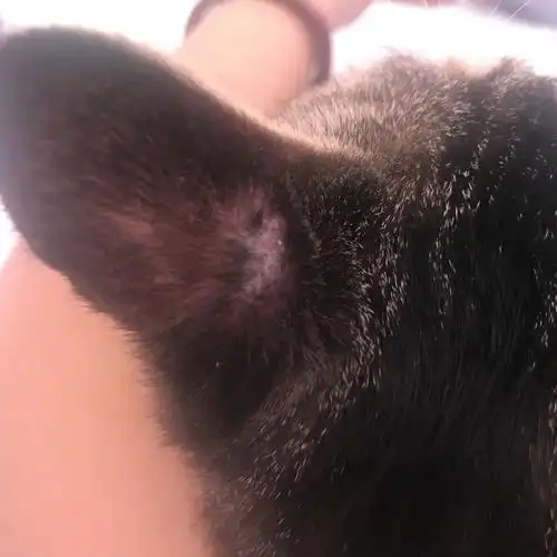 猫耳朵后面脱毛 而且有掉皮的现象