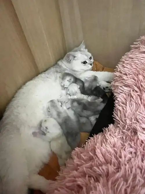 金渐层和银渐层的宝宝