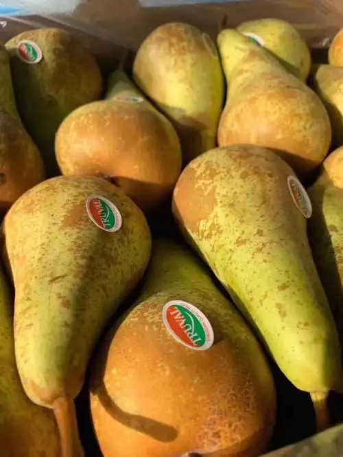 泰泰泰好吃啦叭啤梨怎么能这么好吃