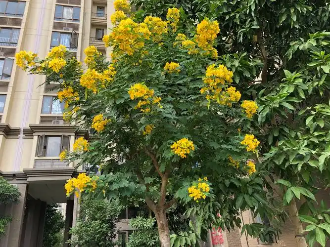 你在北方的冬季里白雪皑皑,我在水悦龙湾的小区里花开正艳!