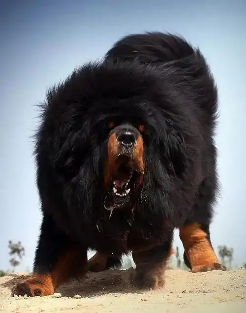 藏獒的六大毛色之一_小狗情人