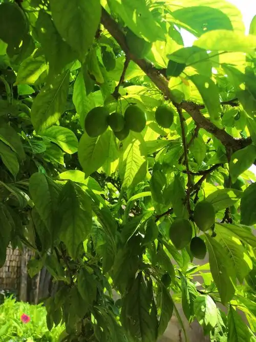 见证了李子们的一生. 然而,寒假还没有结束…… - 即刻app