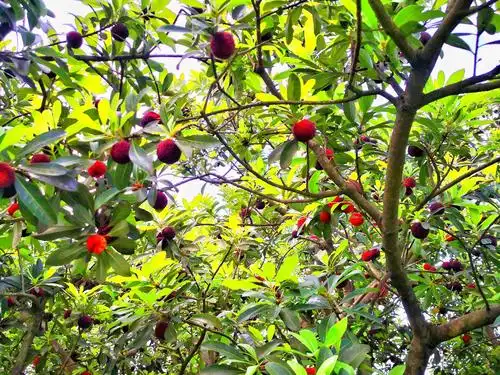 一棵杨梅树上有不同成熟度的杨梅.