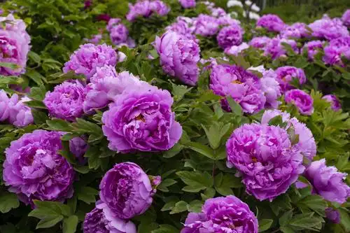 牡丹花开富贵吉祥,繁荣昌盛.