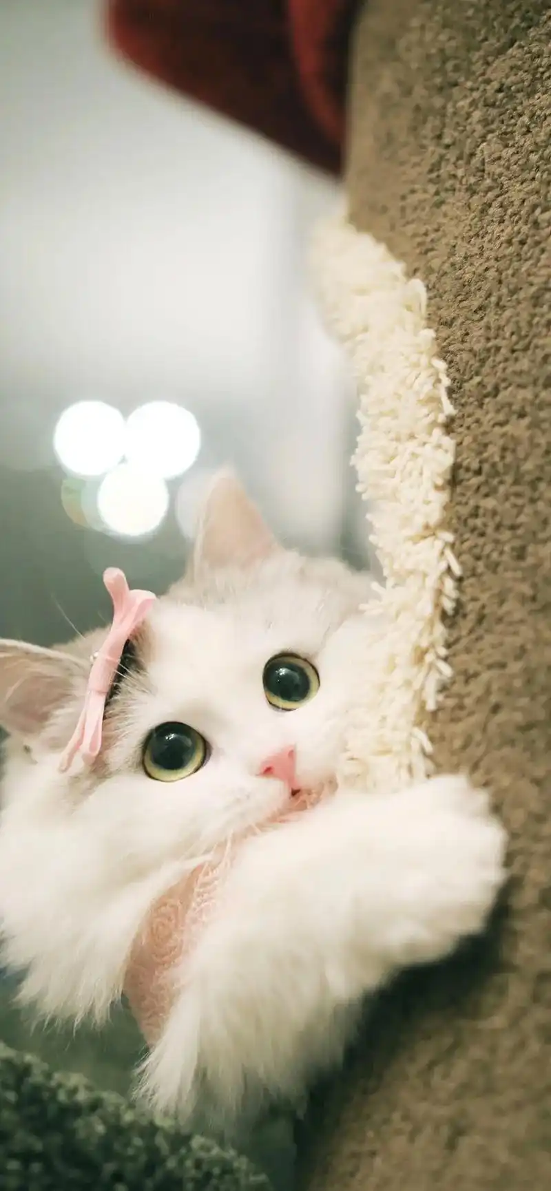 壁纸 动物 狗 狗狗 888_1920 竖版 竖屏 手机