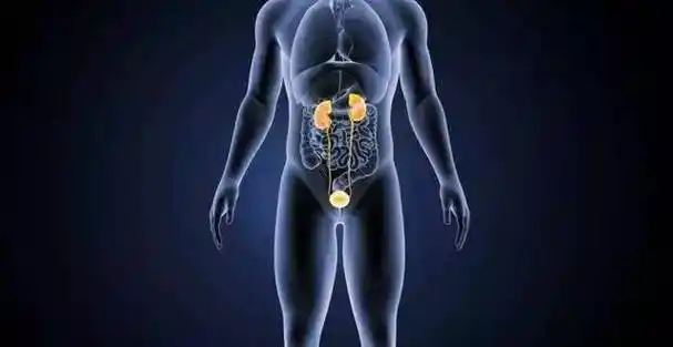 五,肝与肾的关系