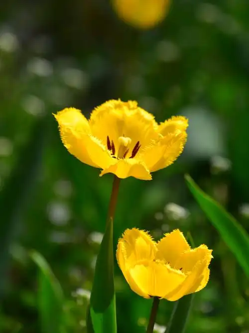春天,植物园风景如画