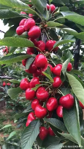 沙王大樱桃苗品种简介-管理种植技术分享.