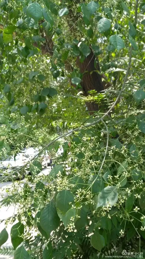 丝棉木——追寻花儿的乐趣