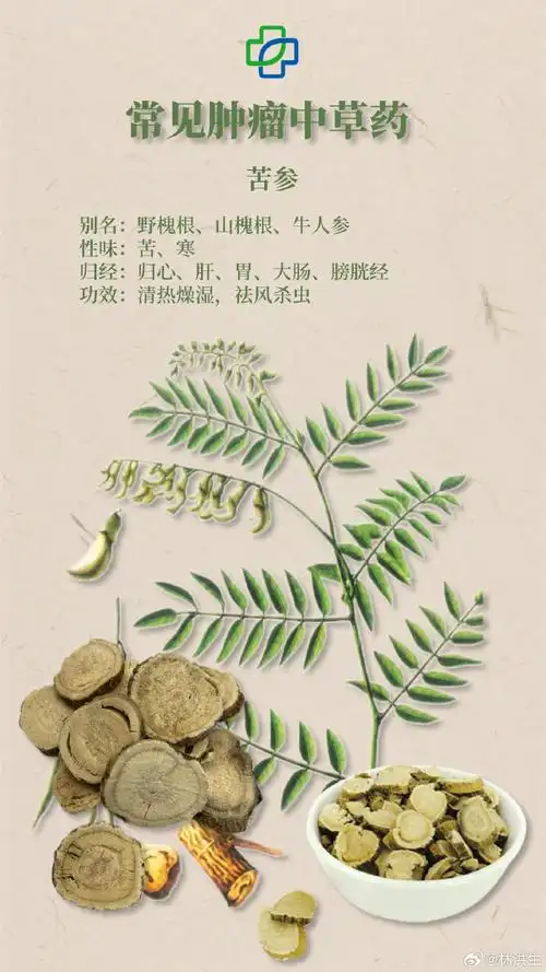 【常见#肿瘤#中草药——苦参】#每天一味中草药##国医的精诚力量