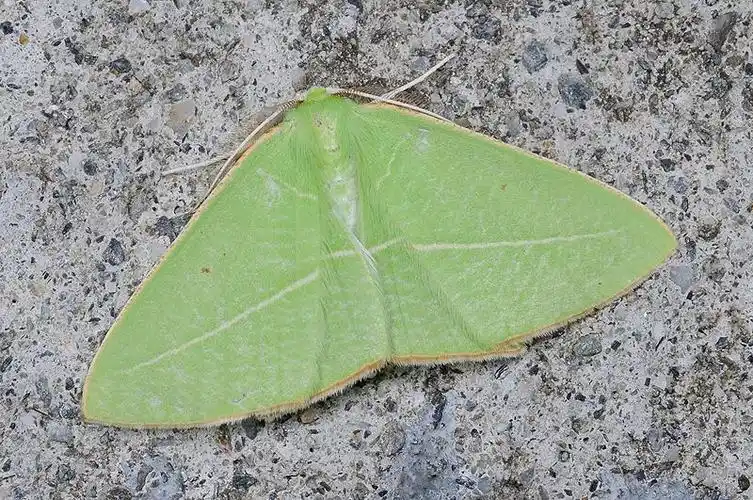 鉴定学名 绿翅茶斑尺蛾  tanaoctenia haliaria (walker, 1861)