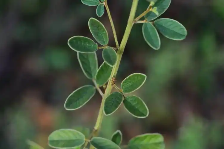 胡枝子萧然含露待秋风