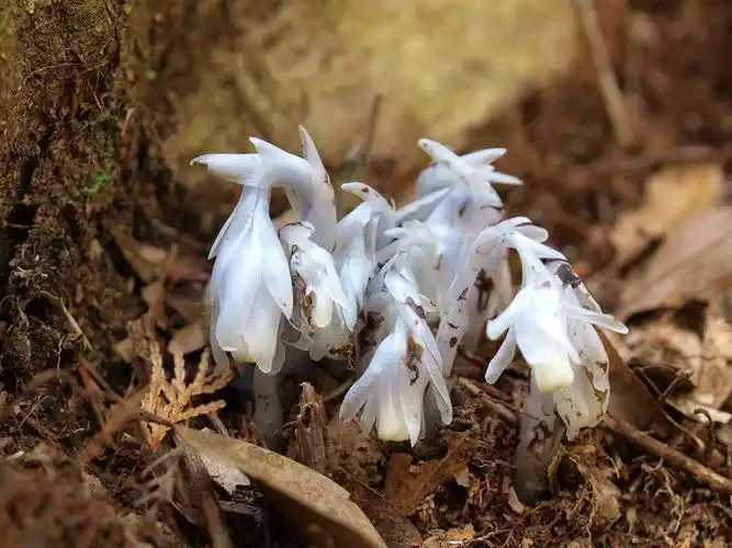 百花园665大果假水晶兰