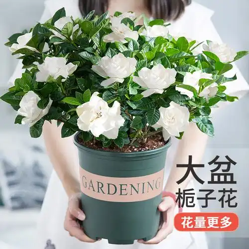 栀子花盆栽花卉植物室内花阳台带花苞绿植盆栽四季开花植物
