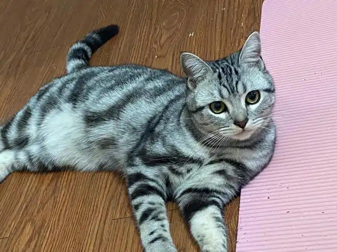 美短猫的简单介绍