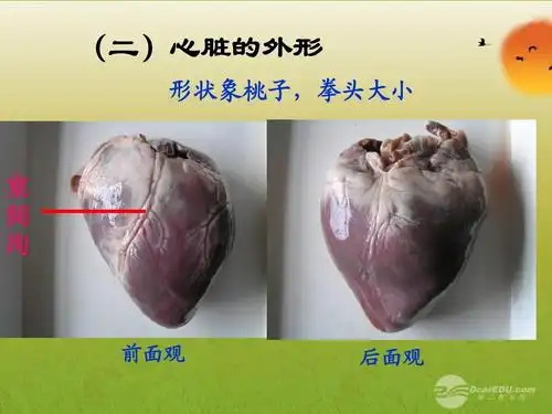 广东省珠海九中七年级生物《血液运输的动力器官--心