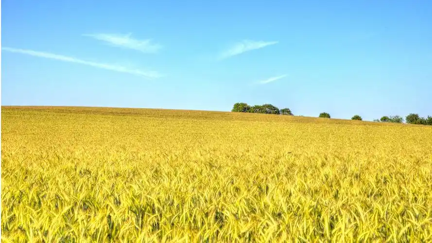 秋天丰收的美景