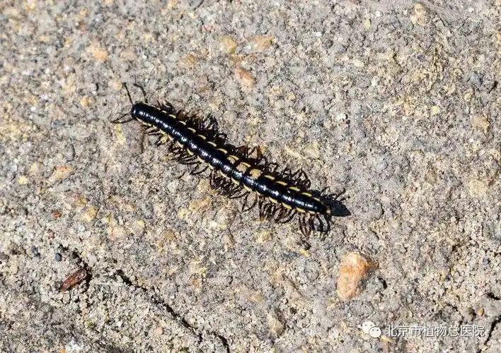 花盆里的千足虫对人和植物有没有伤害