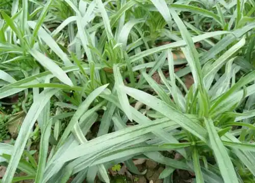 王不留行的典故与功效