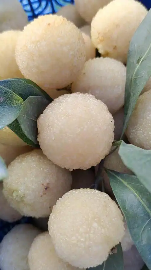 带你看三农#白色的杨梅水晶白杨梅苗果树杨梅果苗-度小视