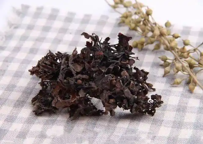 每天学一味中药海藻