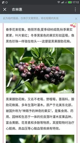 黑果花楸丰收的季节,鲜美的果汁是最美丽