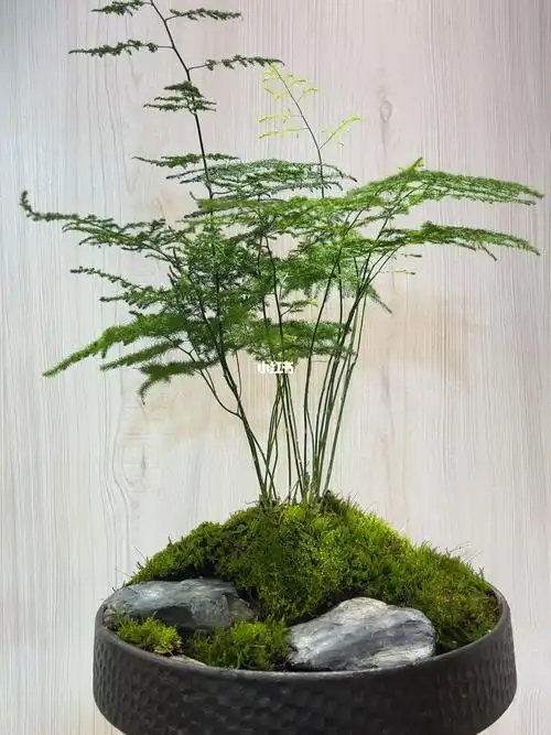 文竹苔藓微景观