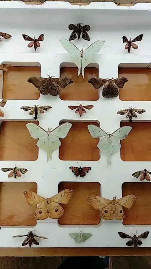 我的飞蛾标本漂亮吗 ?