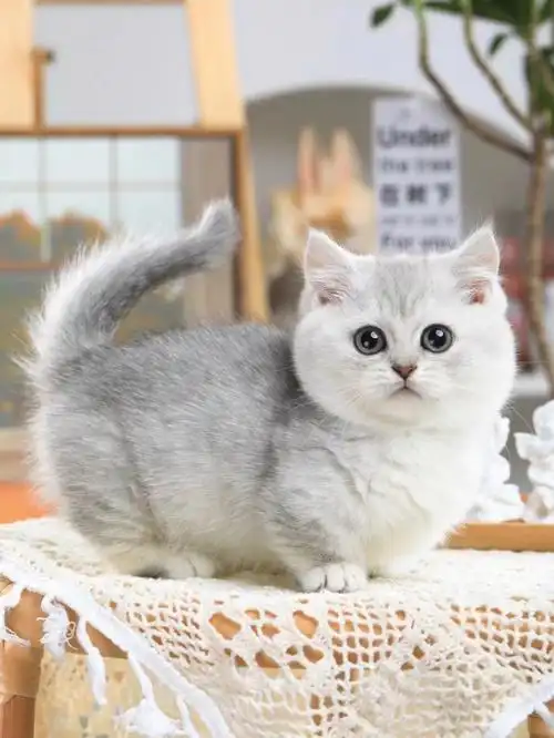 曼基康矮脚银渐层弟弟