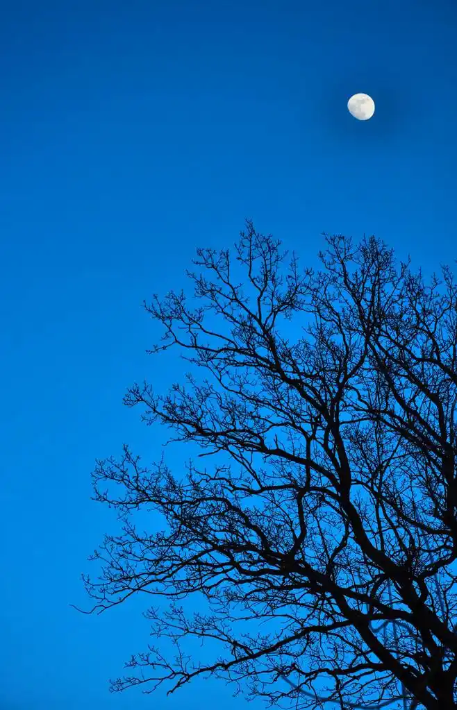 月亮,在夜晚的月亮在树上