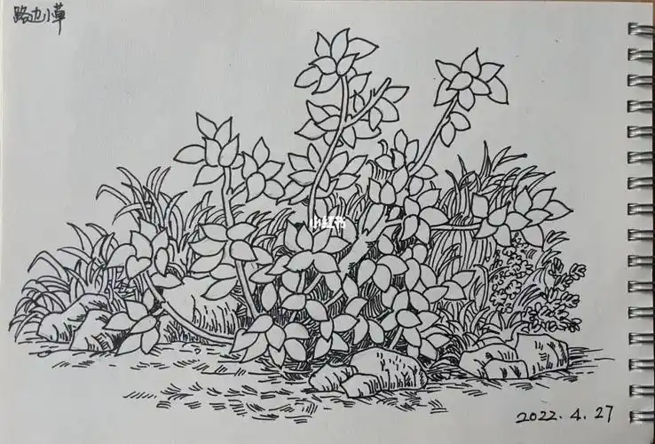 路边小草钢笔画临摹