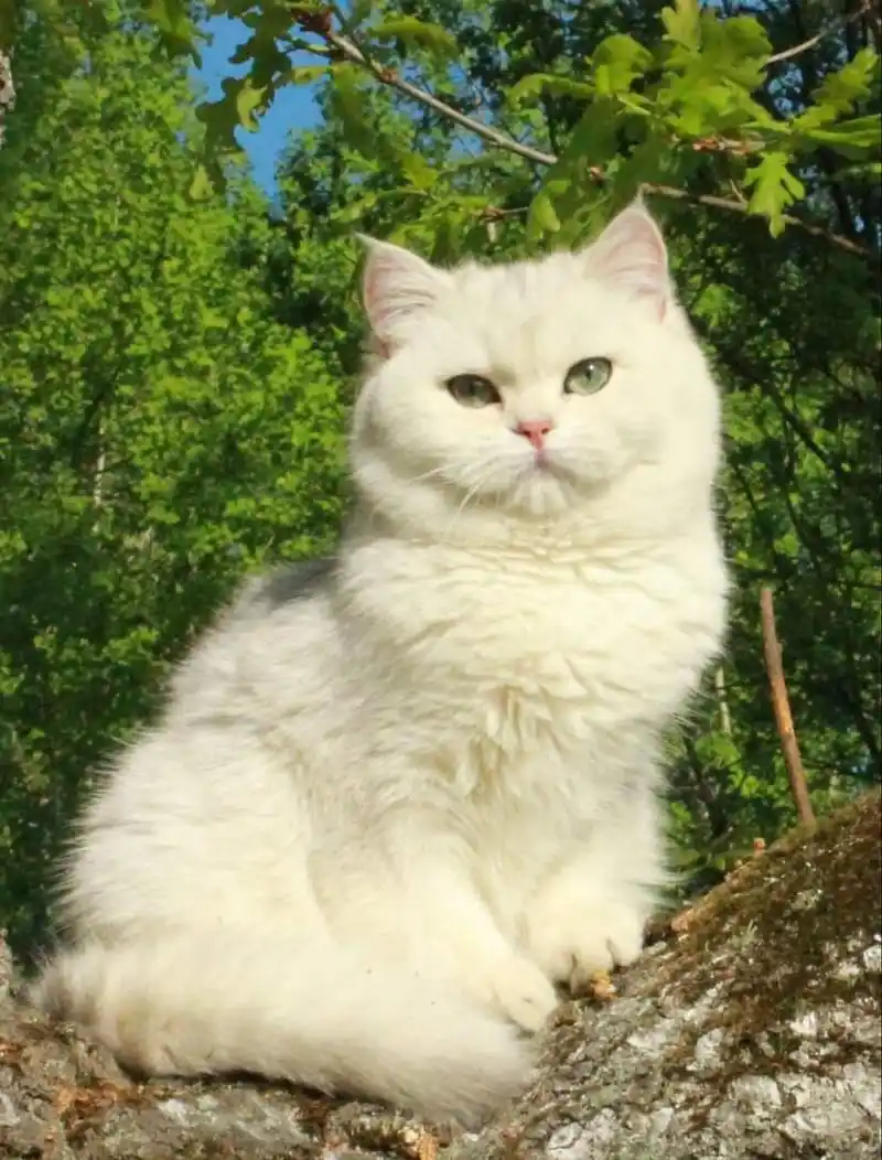 两者具体区别最明显的就在眼睛:银点蓝色眼睛,银渐层绿色.