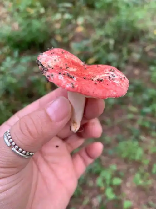 野生蘑菇  #梅紫蘇昆布茶@amanita