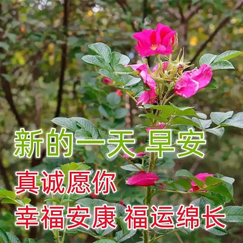 特漂亮的早上好带字早安祝福图片,夏天早上好早安问候表情图片祝福语