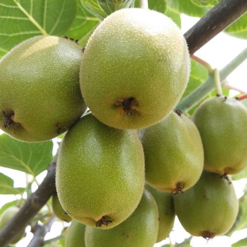 四川蒲江红心猕猴桃香甜软糯奇异果孕妇新鲜应季奇异果