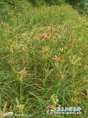 渐渐消失的传统杂粮---产子米(穇子米)