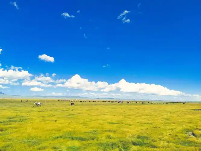 若尔盖大草原