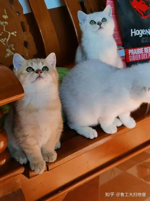 金渐层和银渐层配到底会怎样