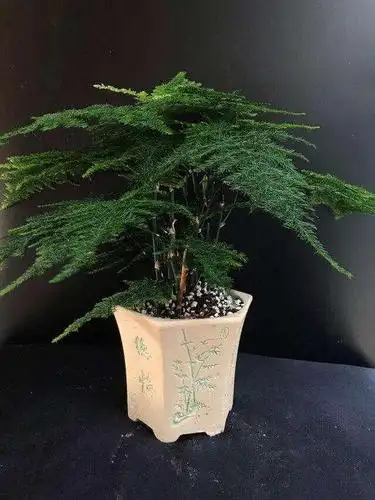 一花一世界,一叶一菩提——奇花异草文竹,花语文化栽培技术