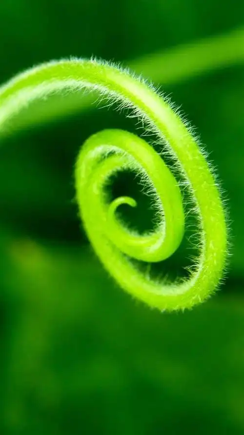 绿色植物护眼锁屏