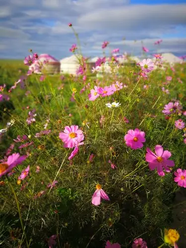 草原上的格桑花