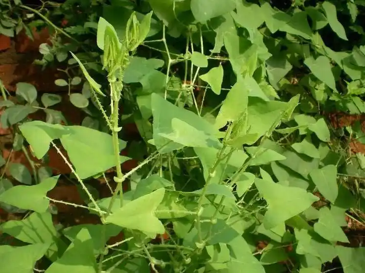 这种野草叫"蛇不过",是治疗感冒咳嗽的良药,30元一斤