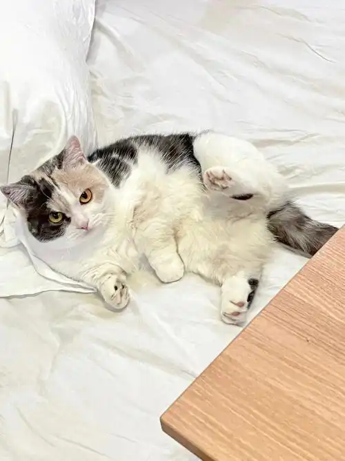 三花英短矮脚猫