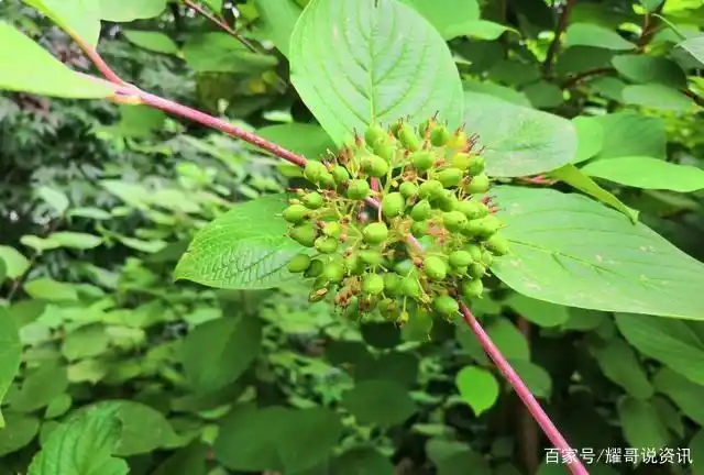 绣球花很小果子,穿在红线上