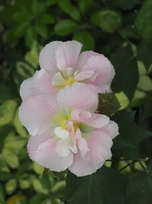 芙蓉花开日,忙煞赏花人 - 美篇