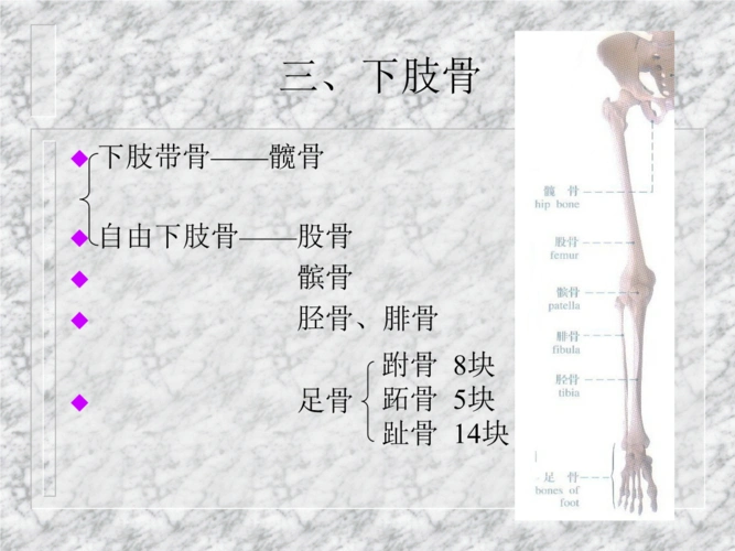 髌骨                             胫骨,腓骨