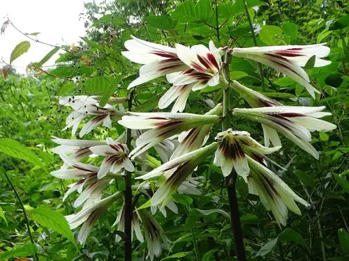 后河大百合花盛开